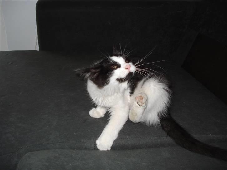 Blanding af racer Maine Coon/huskat Nemo billede 7