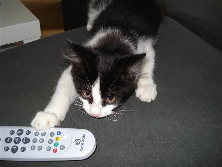 Blanding af racer Maine Coon/huskat Nemo billede 8