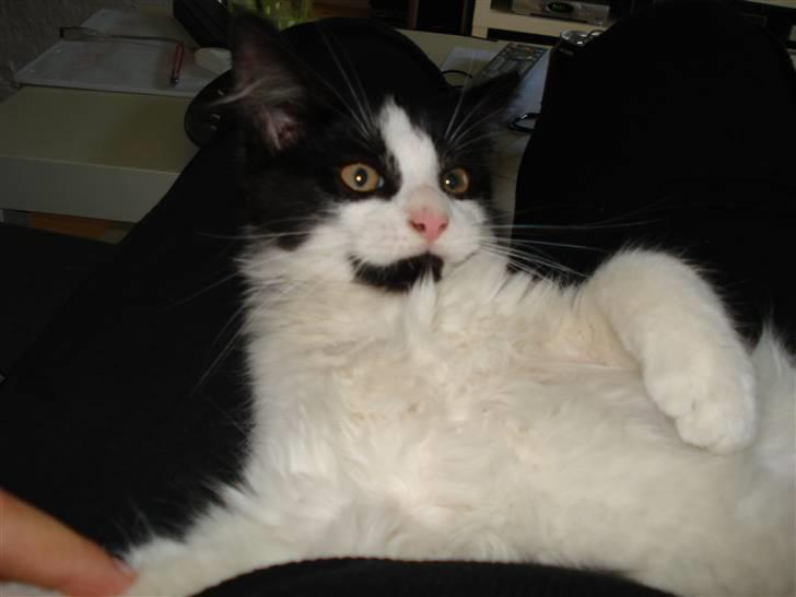 Blanding af racer Maine Coon/huskat Nemo billede 9