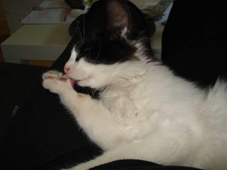 Blanding af racer Maine Coon/huskat Nemo billede 10