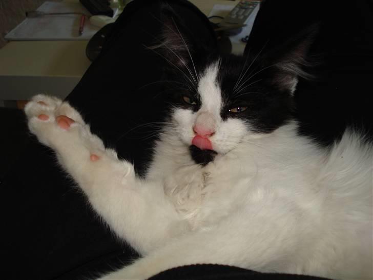 Blanding af racer Maine Coon/huskat Nemo billede 11