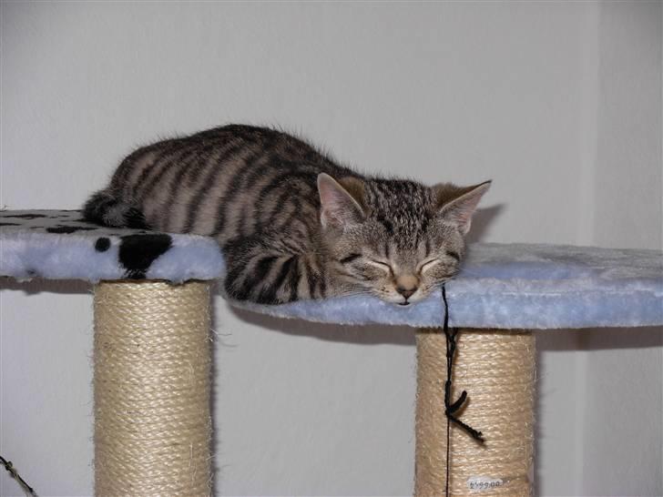 Huskat sofus billede 12