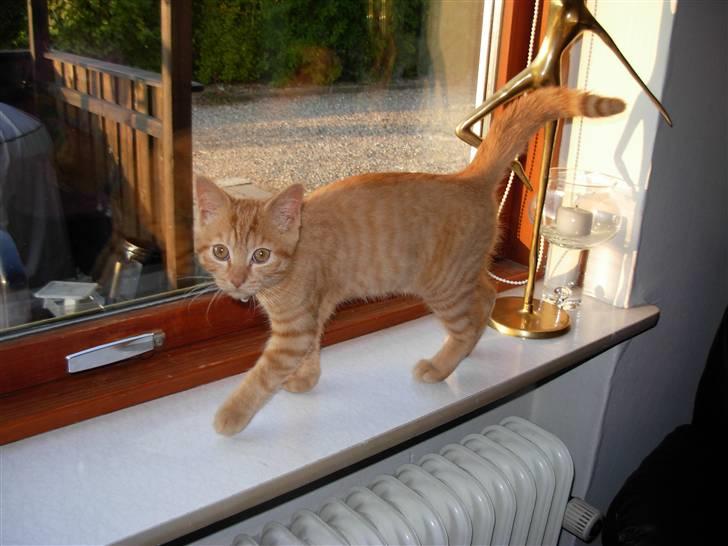 Huskat samson billede 14