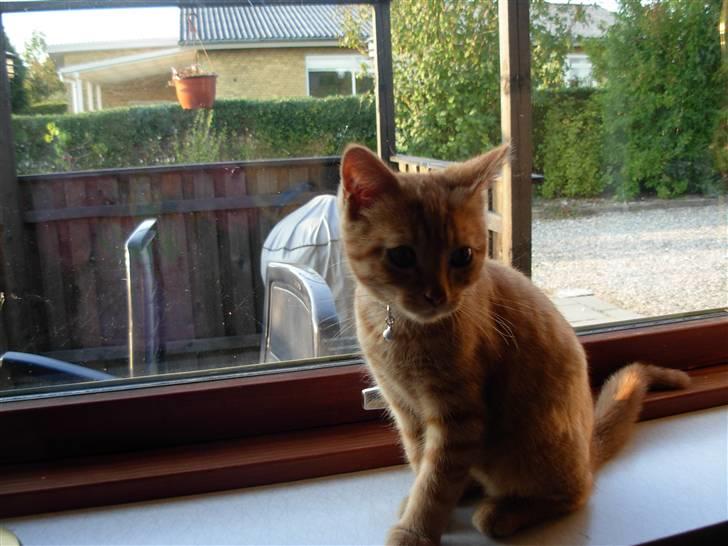 Huskat samson billede 15