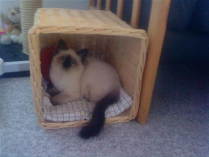 Hellig Birma dk lille mys abrahim billede 10