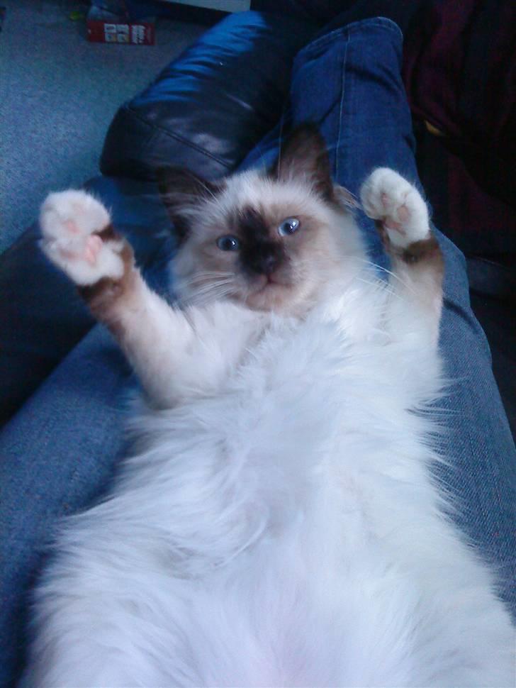 Hellig Birma dk lille mys abrahim billede 11