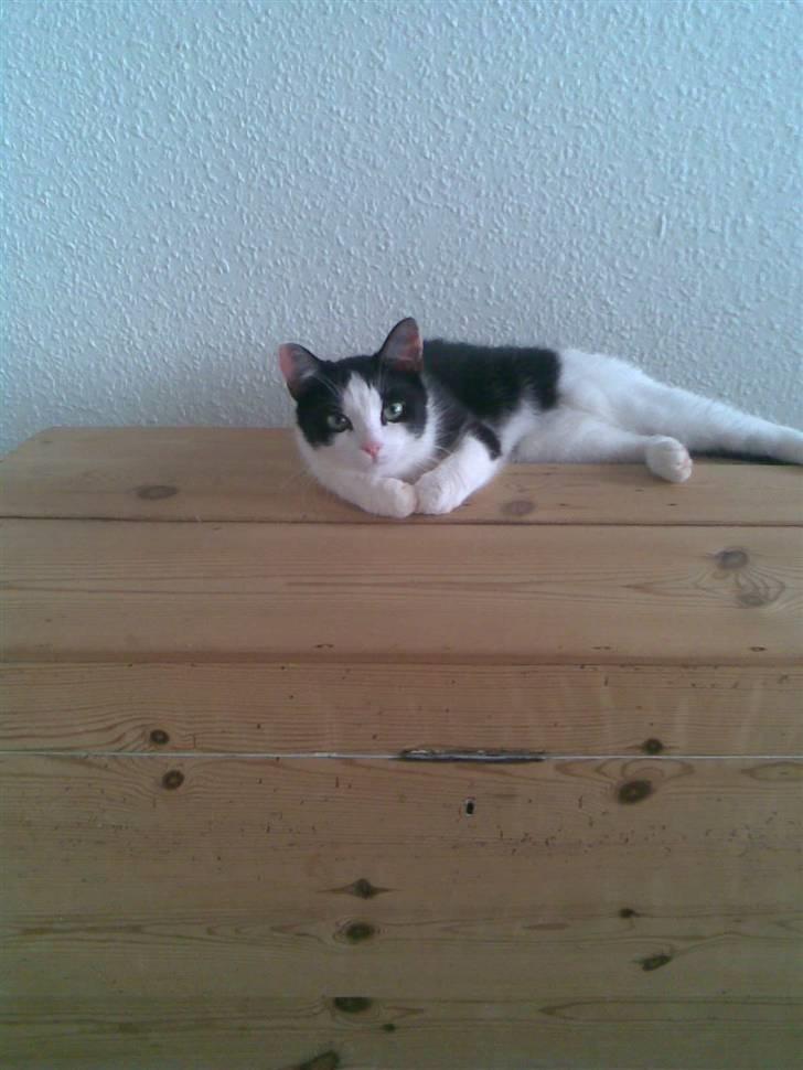 Huskat Maja billede 6