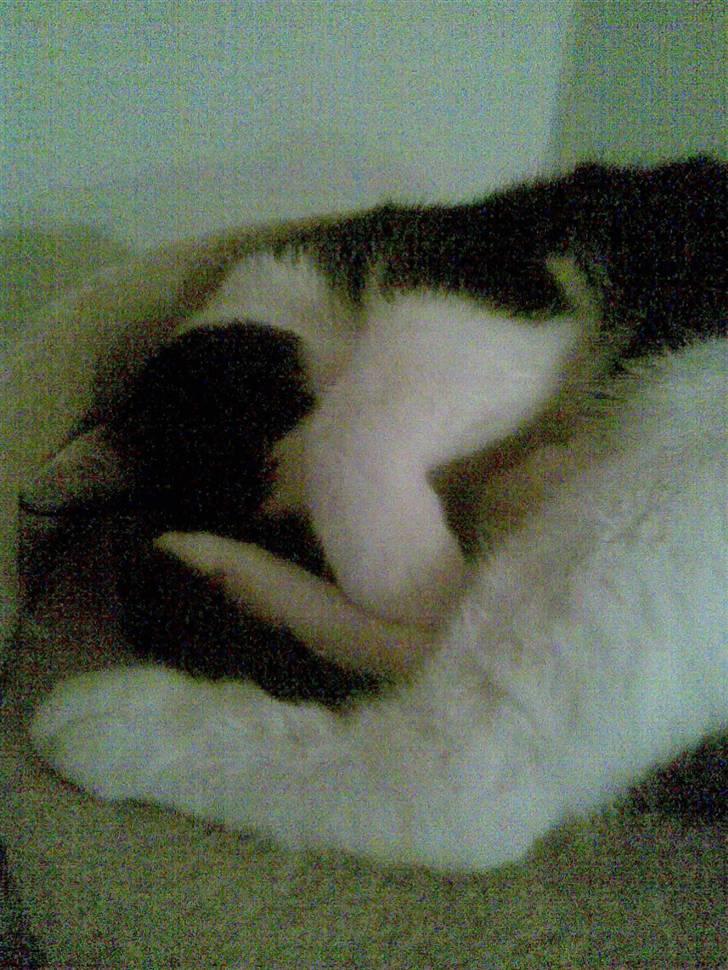 Huskat Maja billede 7