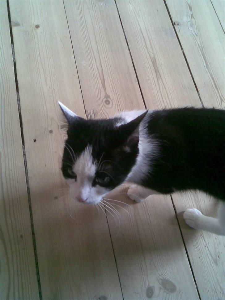 Huskat Maja billede 8