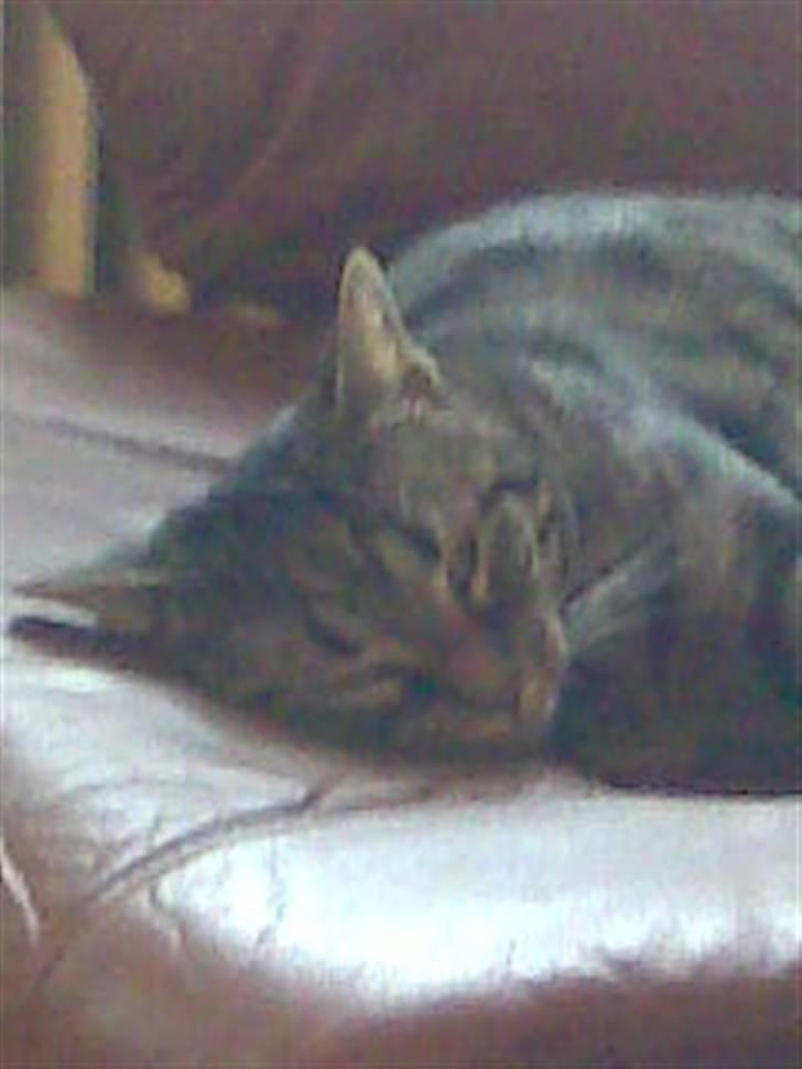 Huskat Thor billede 10