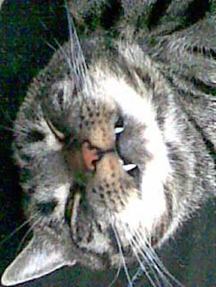 Huskat Thor billede 11