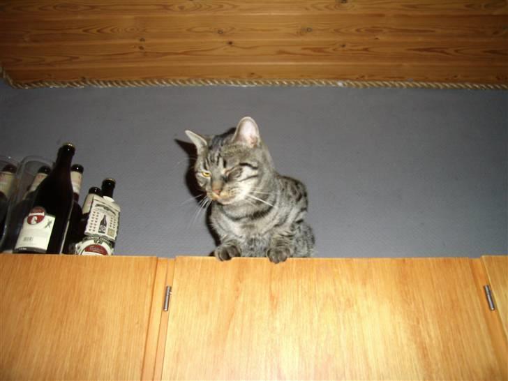 Huskat Thor billede 12