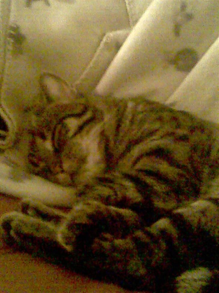 Huskat Thor billede 13