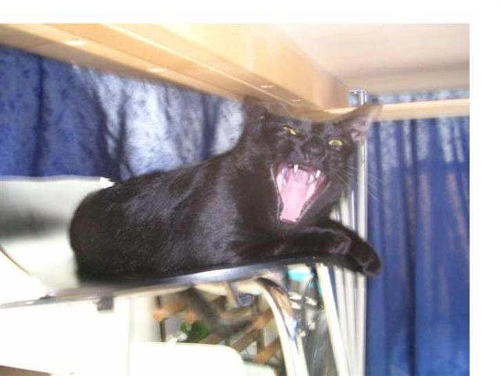 Huskat Panthera Onca Longtail billede 6