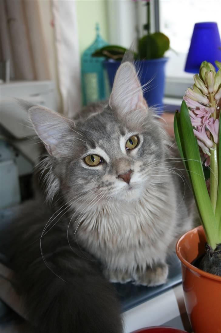 Maine Coon DK EverCatz Africa billede 17