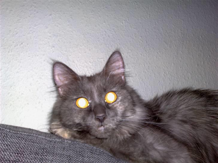 Maine Coon Mille billede 13