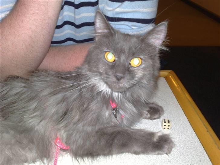 Maine Coon Mille billede 14