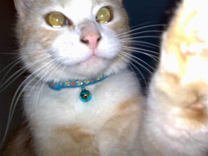 Huskat Karsten billede 9