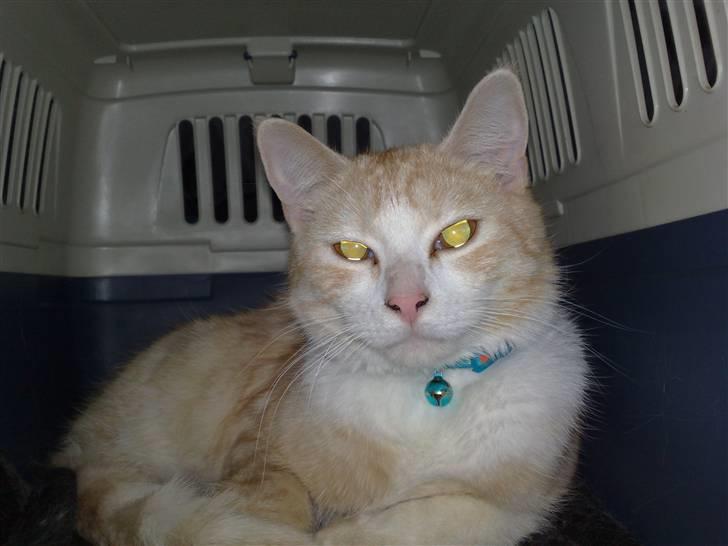 Huskat Karsten billede 10