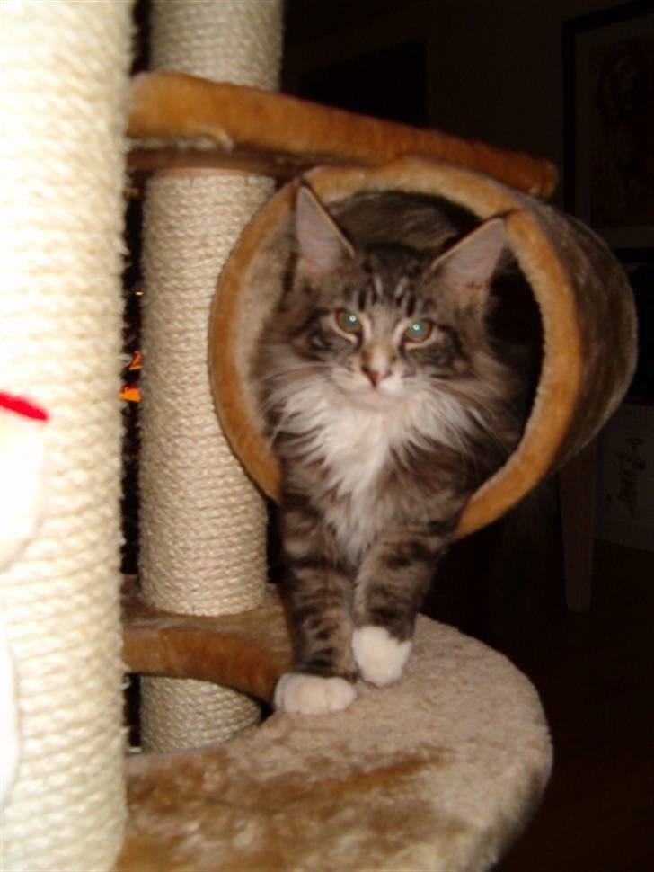 Maine Coon nicko billede 3