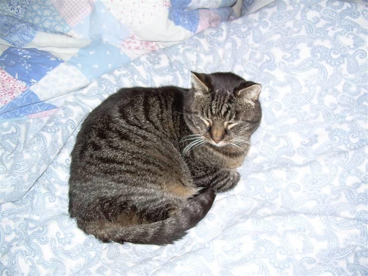 Huskat Peter billede 1