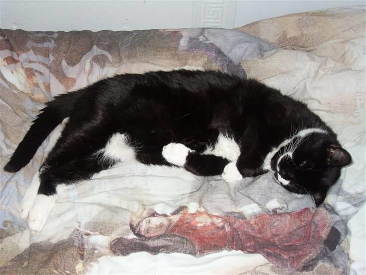 Huskat Bølle R.I.P billede 19