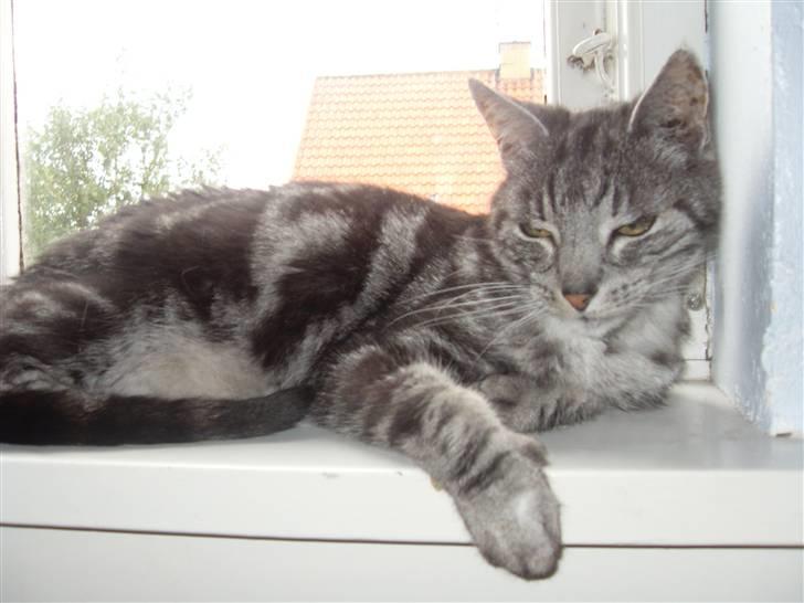 Europé Aske (R.I.P) - Miiin aske <3 billede 16