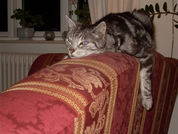 Europé Aske (R.I.P) - Så fik man lige pludselig en strandet valros? :)  billede 17