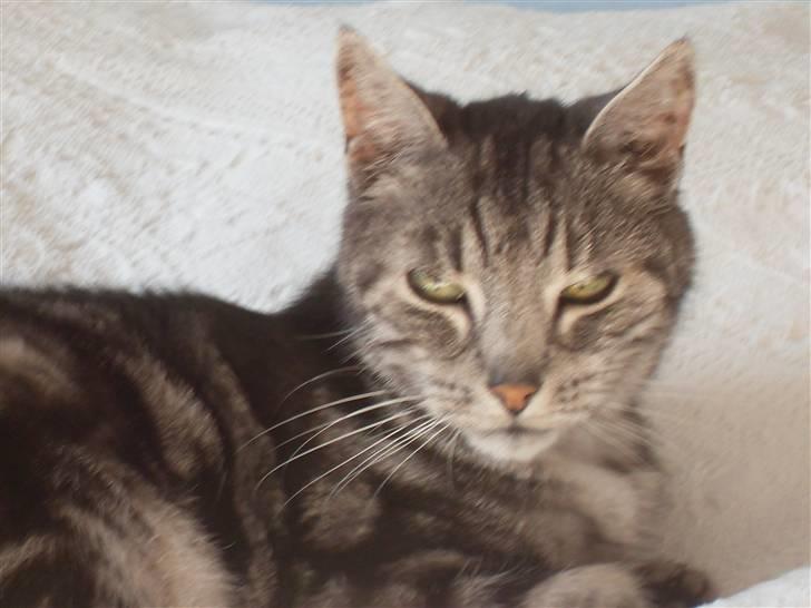 Europé Aske (R.I.P) - I´m watching u! :) billede 18