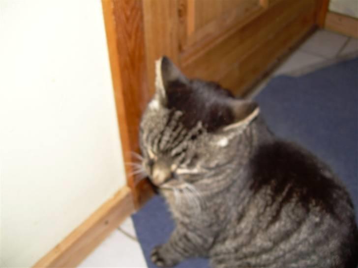 Huskat Peter billede 2