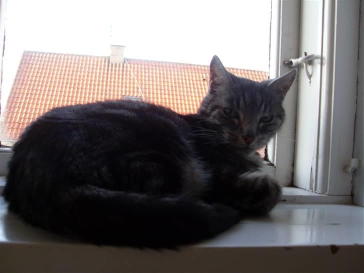 Europé Aske (R.I.P) - Det min  vindueskam! og du får den ikke! q: billede 19