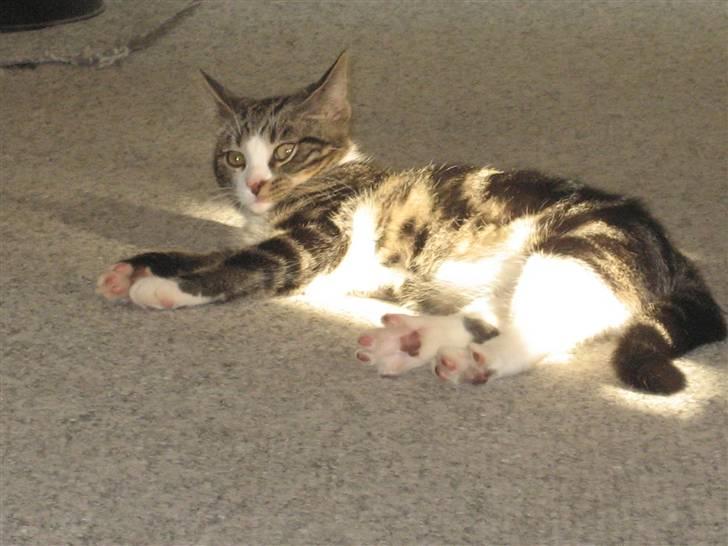 Huskat Hubert - her ligger jeg og nyder solen.. billede 1