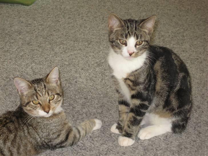 Huskat Hubert - mig og damen lige vågnet.. billede 2