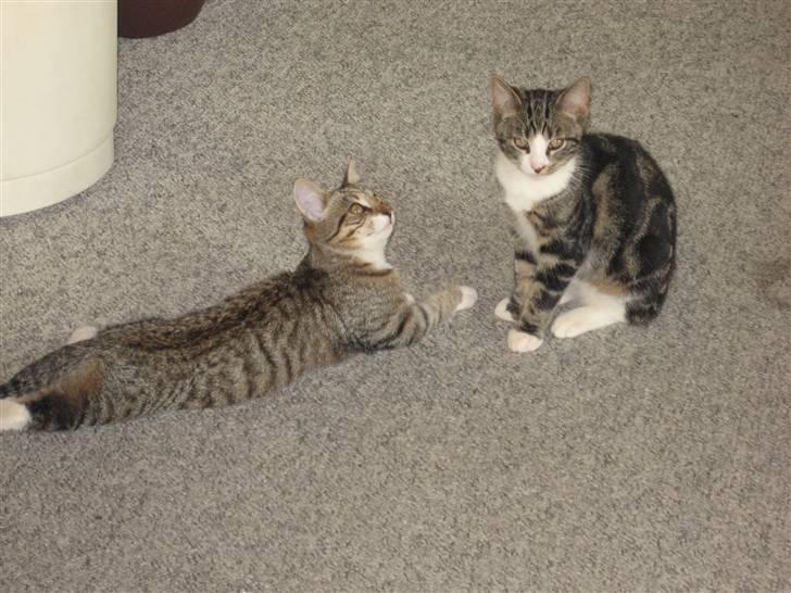 Huskat Hubert - er vi ikke flotte sammen ??  billede 3