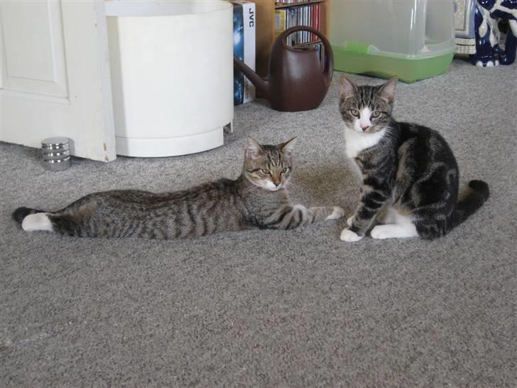 Huskat Hubert billede 4