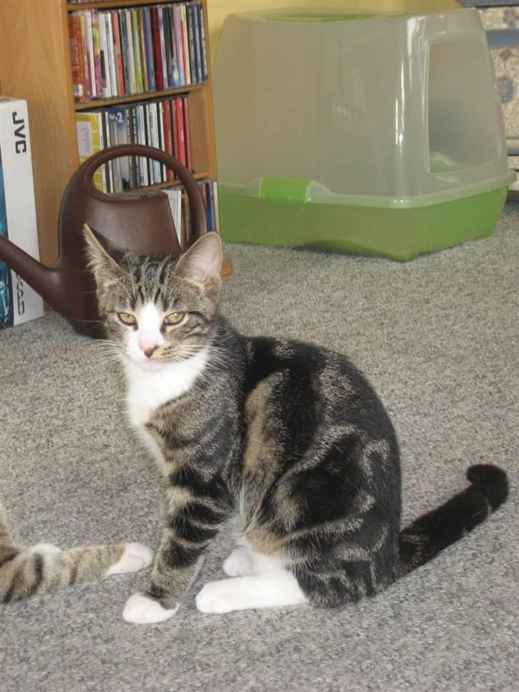 Huskat Hubert billede 5