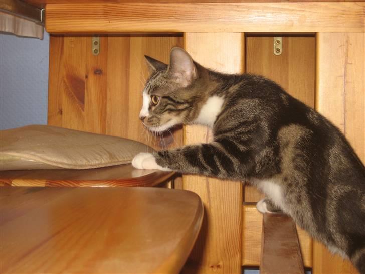 Huskat Hubert - udfosker lige lidt..  billede 6