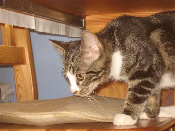 Huskat Hubert - hehe der er noget her over billede 7