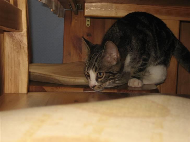 Huskat Hubert billede 8