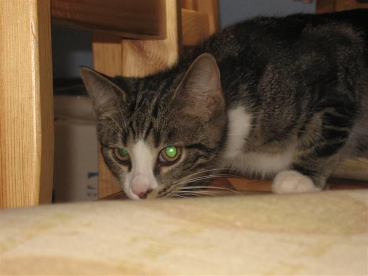 Huskat Hubert billede 9