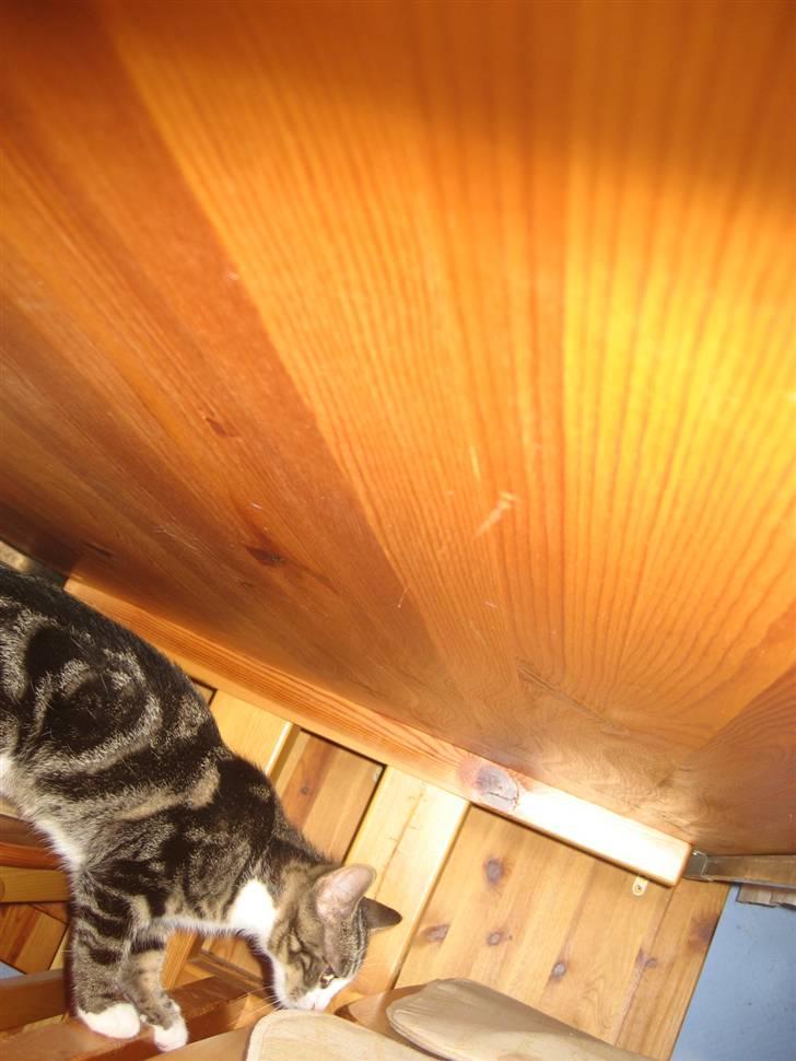 Huskat Hubert billede 10