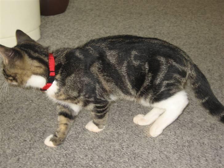 Huskat Hubert - skulle ud og gå tur derfor halsbånd på...  billede 11