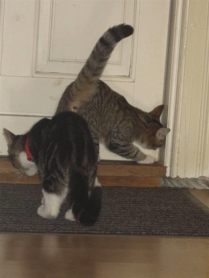 Huskat Hubert - luk os såå ud..  billede 12