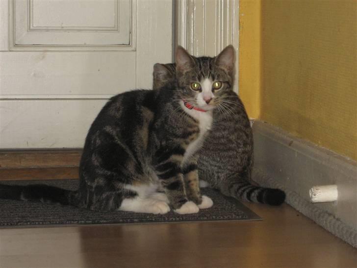 Huskat Hubert - Hej...  billede 13