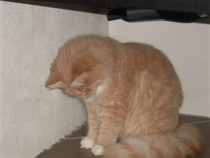 Blanding af racer Sille billede 20