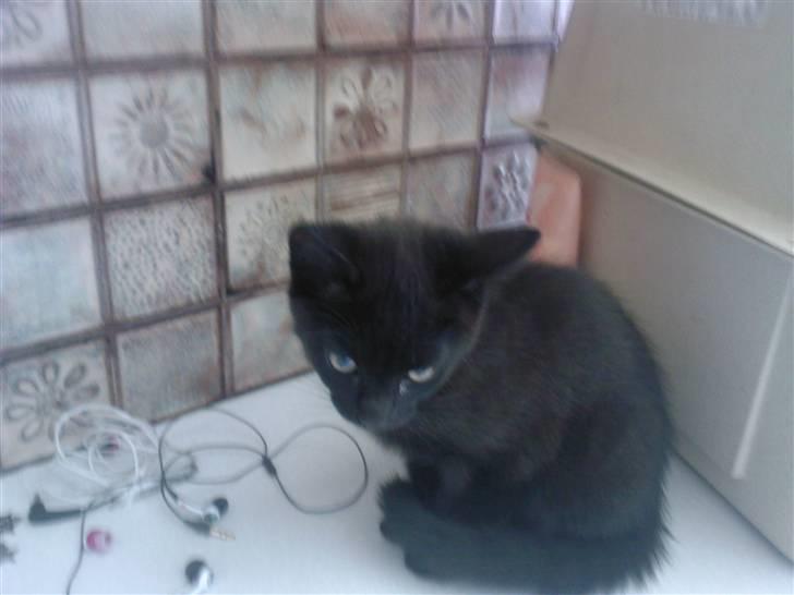 Huskat Ollie død 1/11 - 2008 billede 13