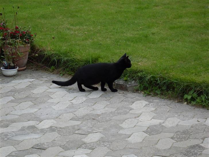 Huskat Ollie død 1/11 - 2008 billede 14