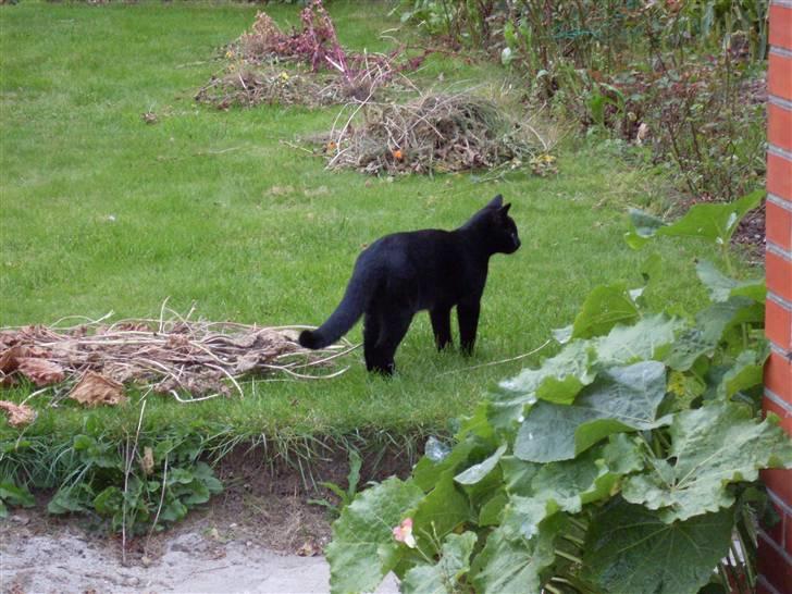 Huskat Ollie død 1/11 - 2008 billede 15