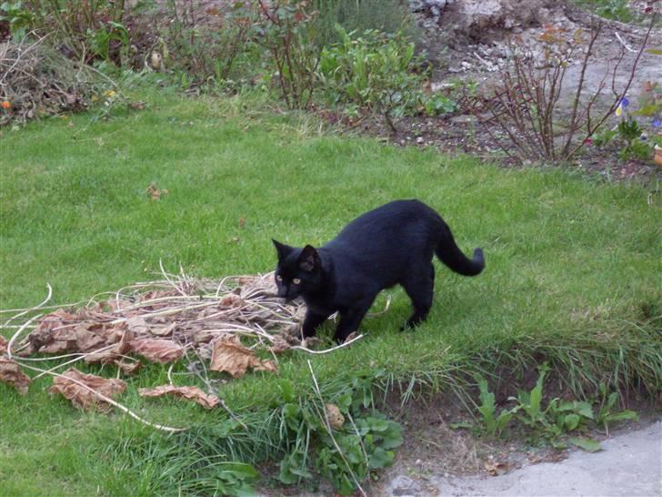 Huskat Ollie død 1/11 - 2008 billede 16