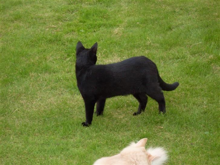 Huskat Ollie død 1/11 - 2008 billede 17